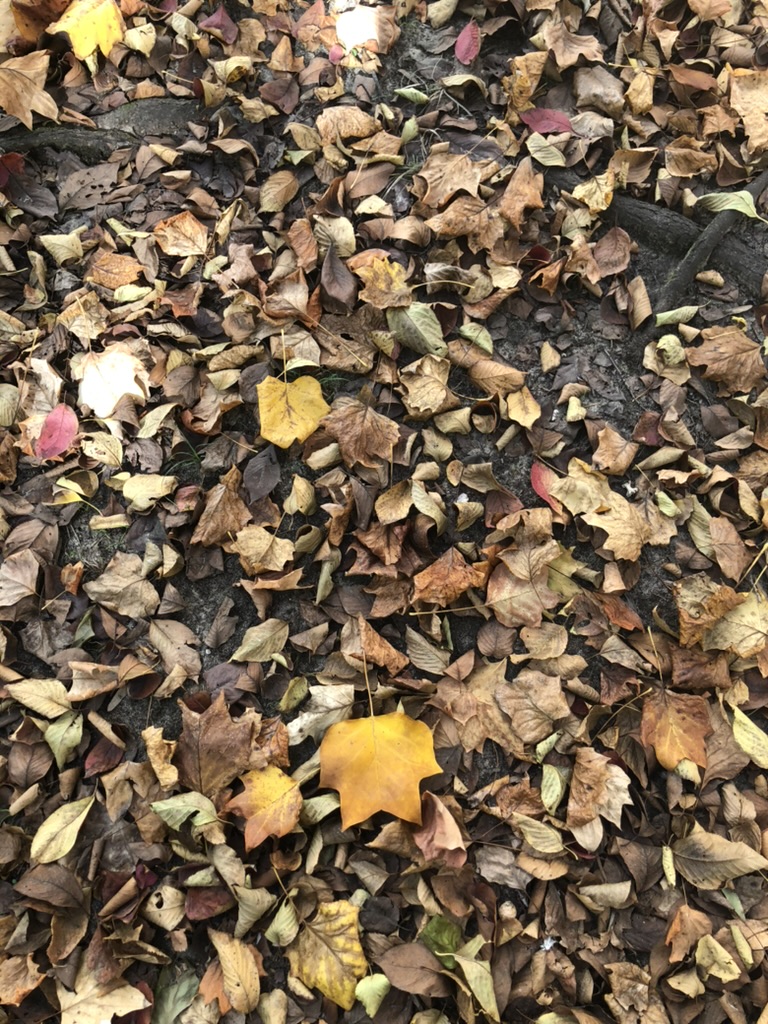 Photo of fallen leaves