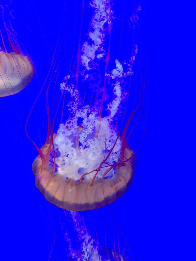 "Jellyfish" by Kyla Wazana Tompkins. A pale jelly fish trails cloudy tentacles in front of an electric-blue background.