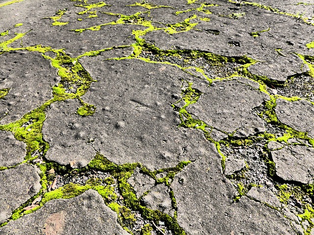 Photo of moss growing between cracks of concrete