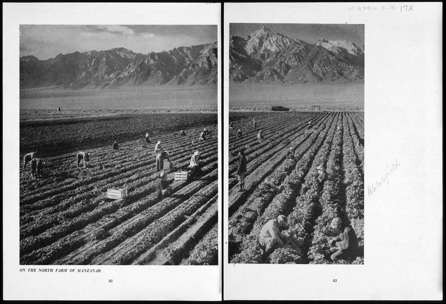 Japanese American farm workers tending to rows of crops in the Manzanar Relocation Center with Mt. Williamson in the background.