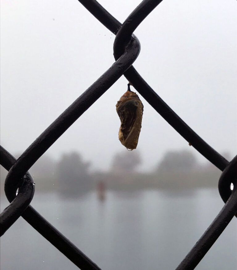 Photo of a cocoon suspended from a wire fence with a lake and trees out of focus in the background.