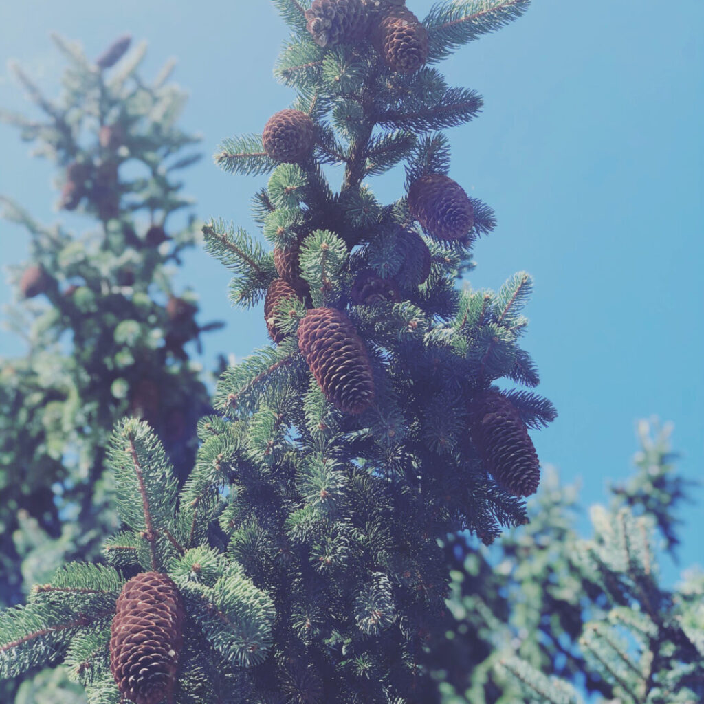 Closeup photo of a pine tree and pine cones
