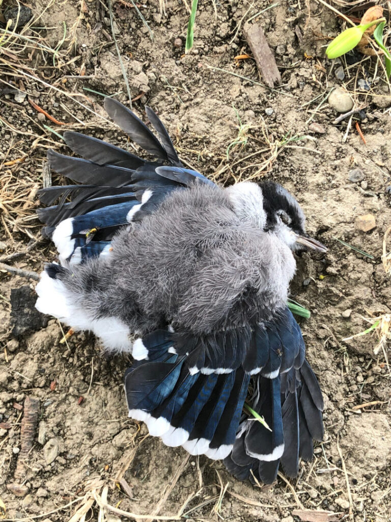 Photo of a blue bird, dead, its wings spread out and its eyes closed.