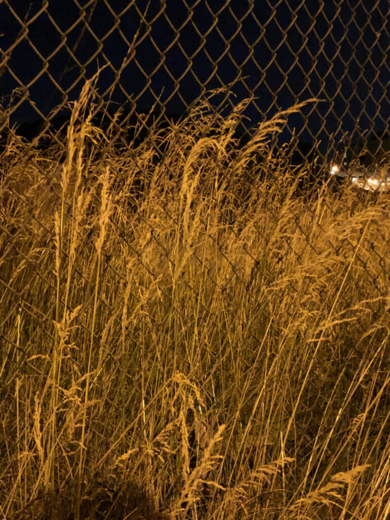 Photo of long wheat-like grass growing among the loops of a fence.