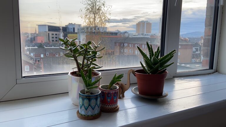 Small Cacti on windowsill with urban landscape in the background.