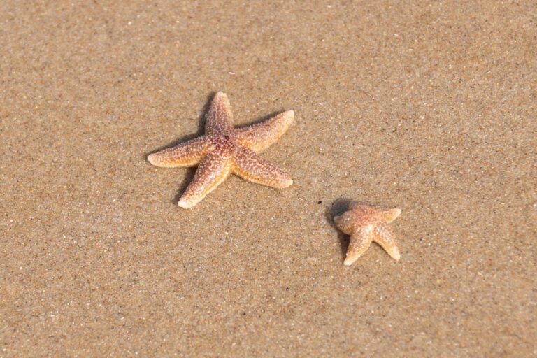 Photo of two starfish, one larger and one smaller, laying on the sand