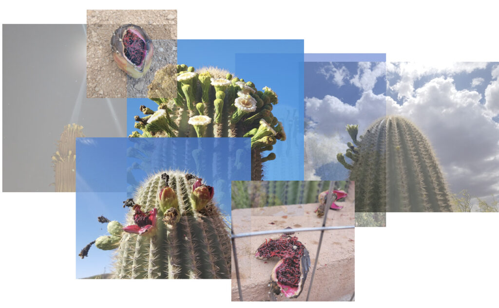 A digital collage of photos of the saguaro growing outside of Sav’s window at “the quarantine house” in Tucson taken in 2020. These photos vary in transparency and overlap each other, showing the varying stages of growth of the saguaro during the year. You are see the flowers growing, then blooming, then changing into “tuna” at the crown of the saguaro. These tuna then fall, open, and bright pink to the ground.