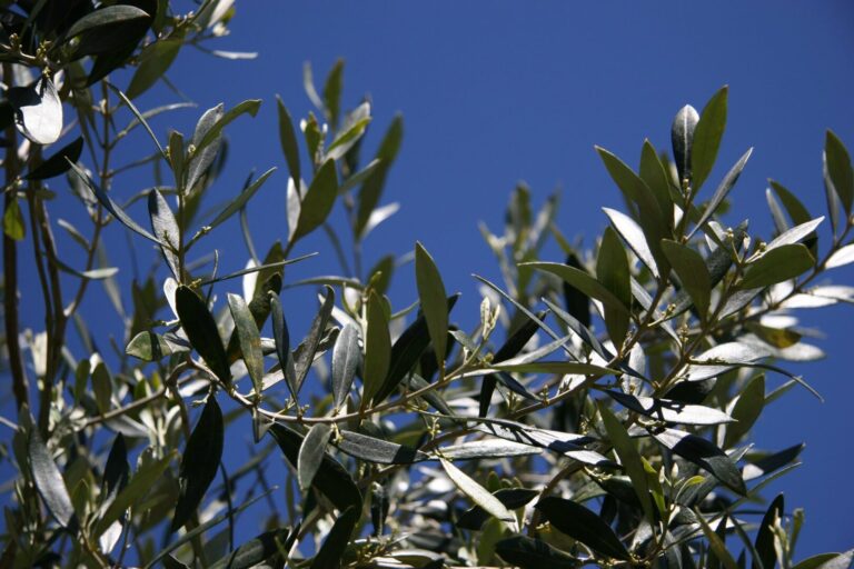 Photo of olive leaves against a blue sky