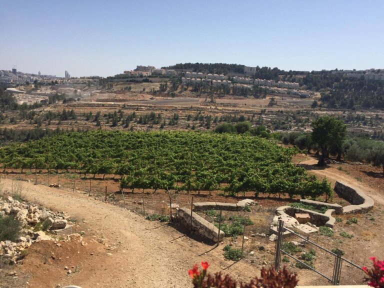 Various types of fruit trees grow on part of the terraced agricultural land of Deir Cremisan. An Israeli settlement is visible in the distance at the top of a hill.