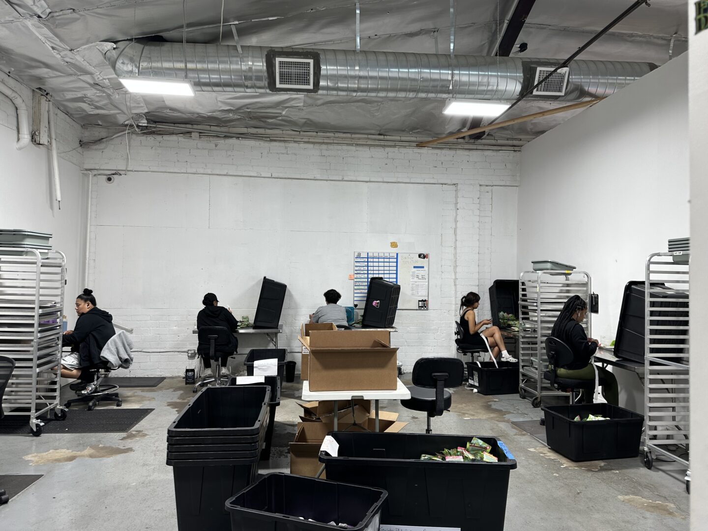 In a white walled room, four women workers sit at tables weighing and packaging cannabis, which is then loaded into black plastic tubs, visible in the foreground.