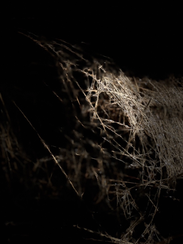 A color photograph taken at night with a flash illuminating dead and dormant vegetation covered in water droplets.