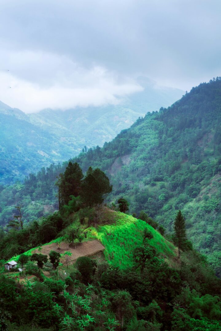 Green trees on a mountain