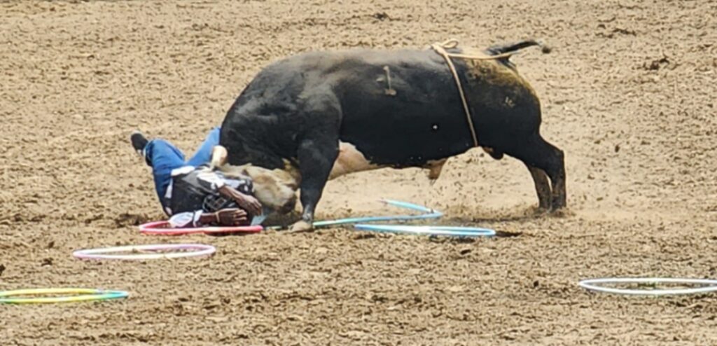 Action shot of a bull charging and striking an incarcerated participant on the arena floor; hula hoops lie scattered on the dirt around them.
