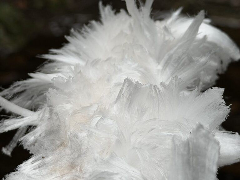 Close-up photo of white feathery substance