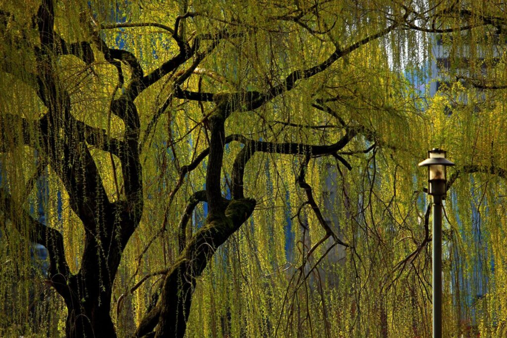 Photograph of a willow tree with a street light