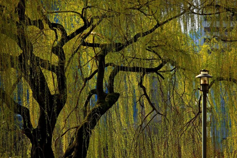 Photograph of a willow tree with a street light